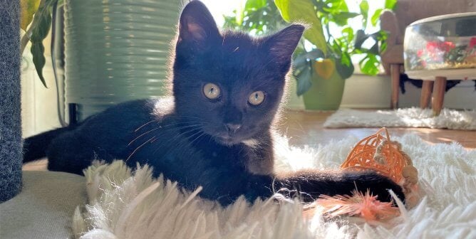 Want a Companion Who’ll Keep You Laughing? Meet the Marvelous Mr. Milo