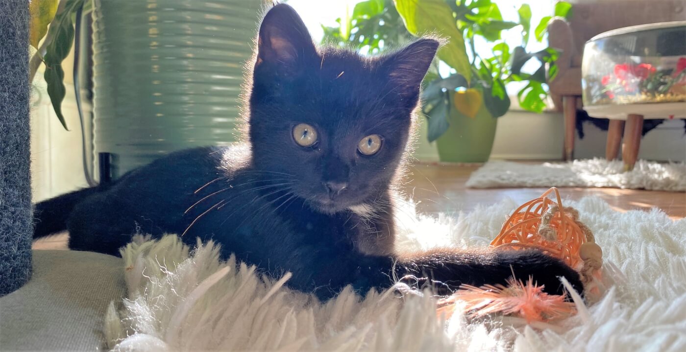 Cute black kitten on furry rug