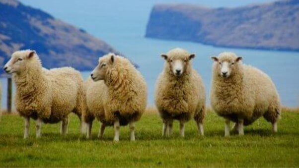 PETA "Sheep" crashes NY Fashion Week to urge designers and everyone to go wool-free