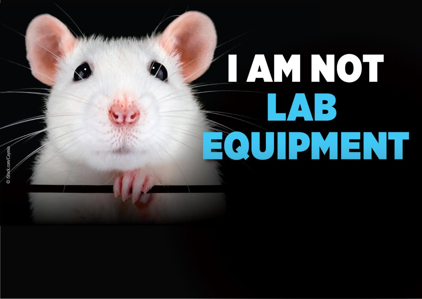 Not Lab Equipment Mouse black background