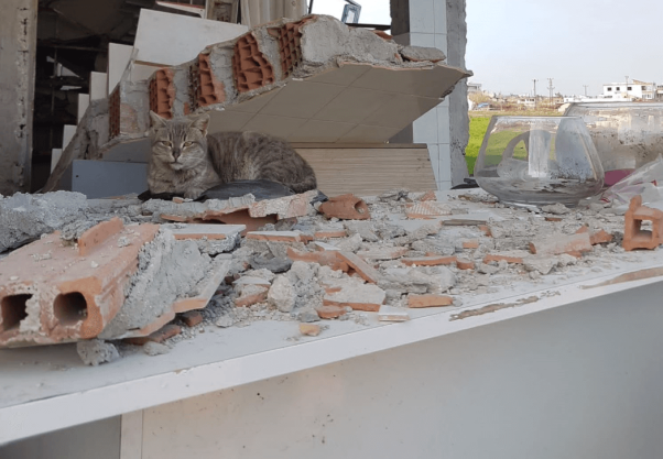 A cat sits among the rubble from the earthquake in Turkey