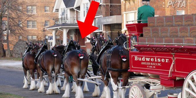 Horses pulling carriage with red arrow pointing down at their short tails