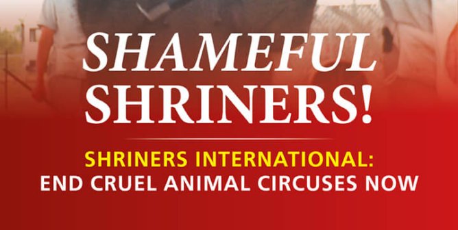 Shameful Shriners! Shriners International: End Cruel Animal Circuses Now.