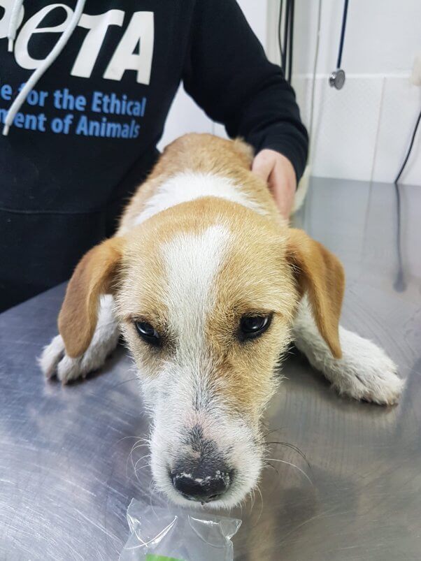 A dog rescued by PETA after the earthquake in Turkey is seen by a vet