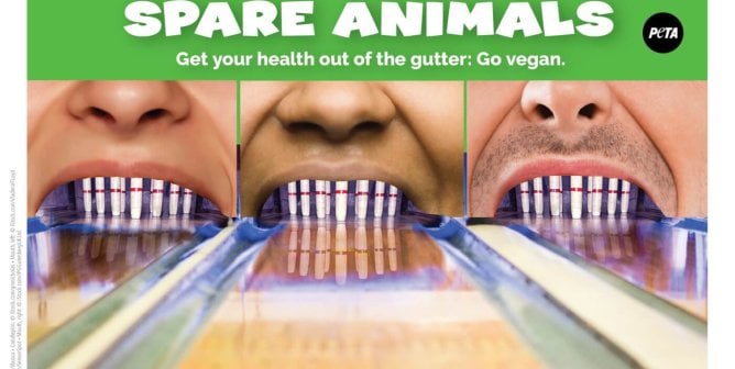 Spare Animals, Get Your Health Out Of The Gutter: Go Vegan.