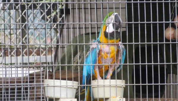 a macaw with missing feathers gnawing on the bars of their roadside zoo enclosure. they are looking at the camera with apparent stress.