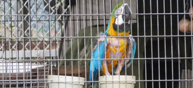 a macaw with missing feathers gnawing on the bars of their roadside zoo enclosure. they are looking at the camera with apparent stress.