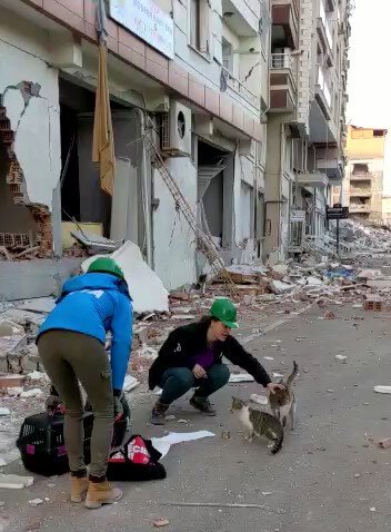 Workers pet cats in the aftermath of the earthquake in Turkey