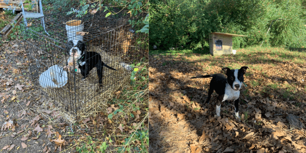Fieldworkers delivered a doghouse to Trixie and replaced her wire crate with a light-weight tie out 