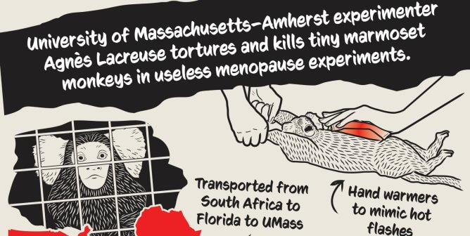 UMass Marmoset Menopause Experiments Infographic
