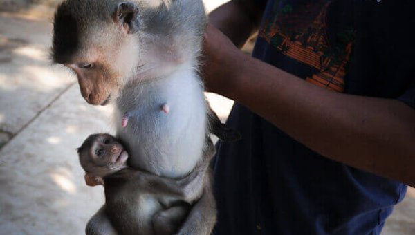 The Feds Are Stalling—1,000 Endangered Monkeys Need Your Help!