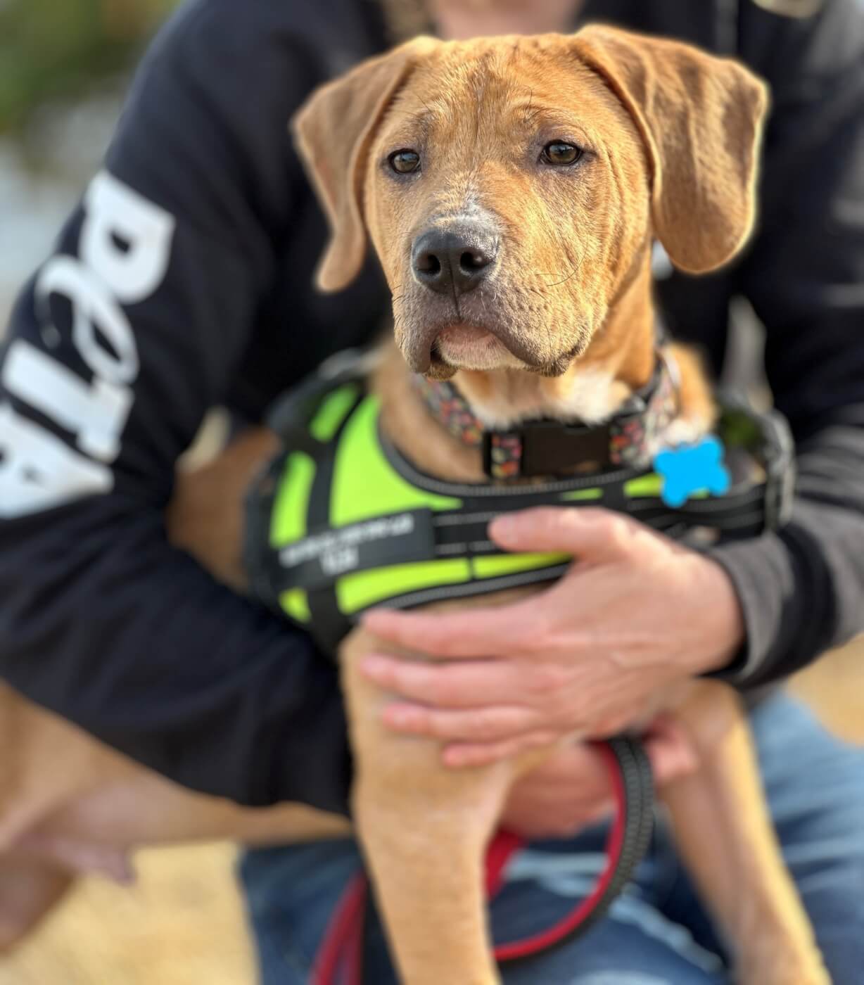 Rescued puppy Wally being help by PETA staffer