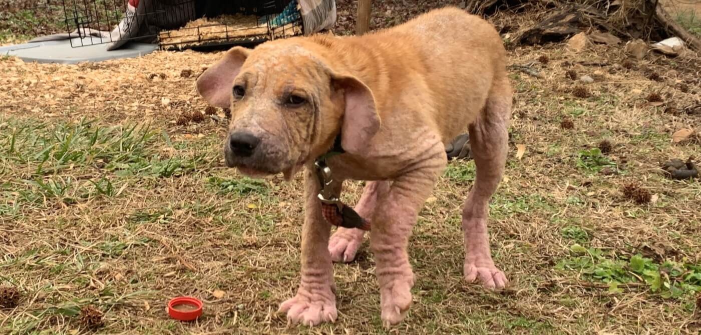 Chained puppy Wally with bad case of mange