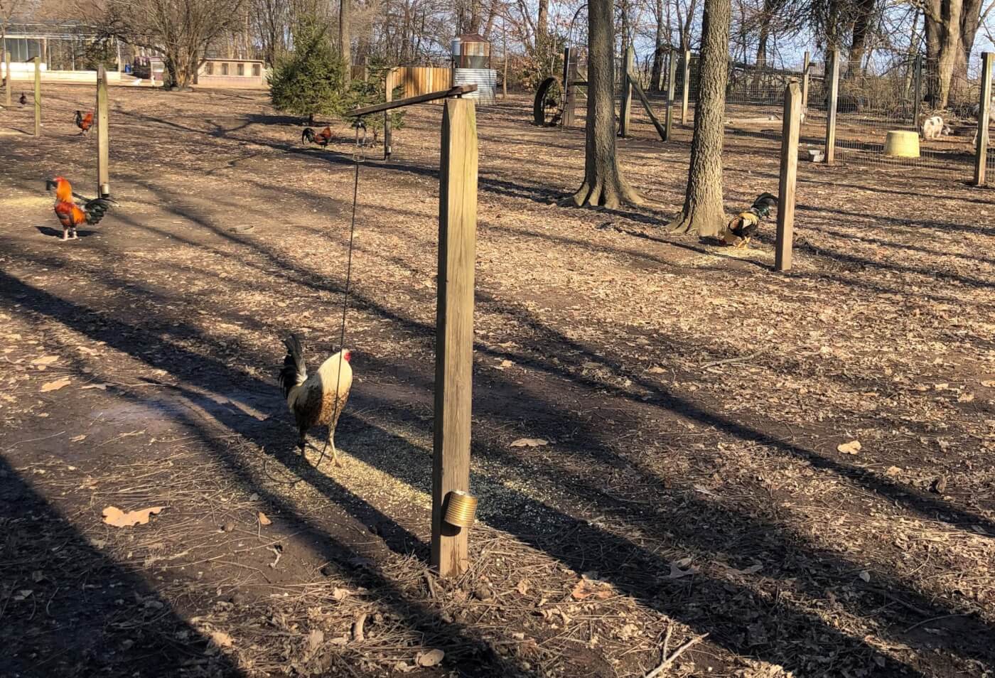 photo of wooded area with flat ground -- roosters are seen tied by thin cord to wooden stakes driven into the ground, spaced far apart. they could probably roam within a 5 foot diameter from the tether.