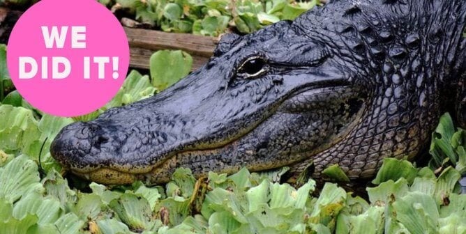 happy alligator among plants smiling about Macy's victory banning exotic skins with pink bubble saying WE DID IT!