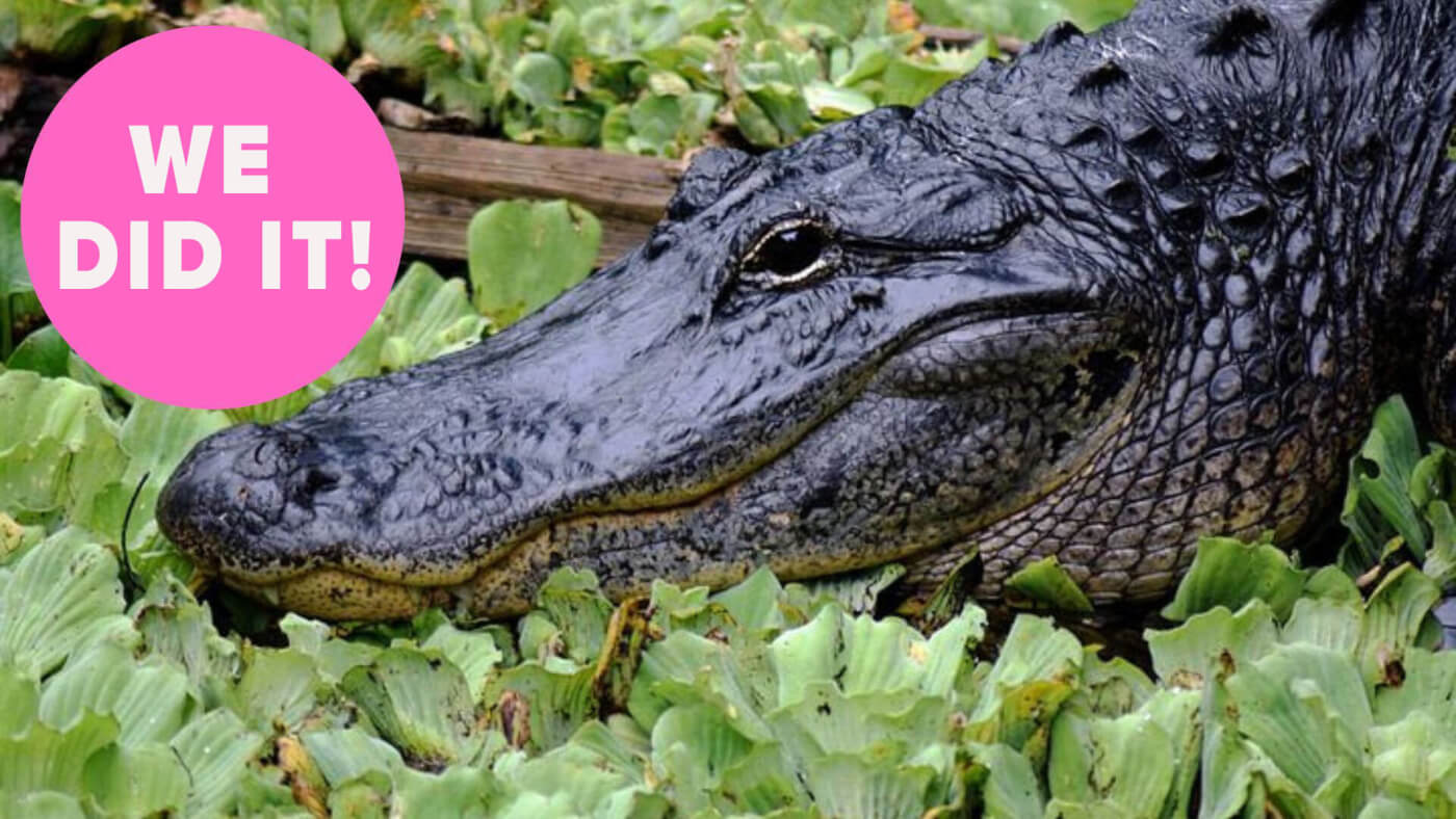 happy alligator among plants smiling about Macy's victory banning exotic skins with pink bubble saying WE DID IT!