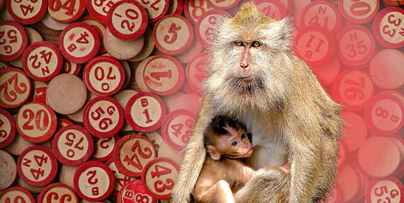 ‘Bad Logic Bingo’ It’s Monkey Tormentors’ Favorite Game! PETA