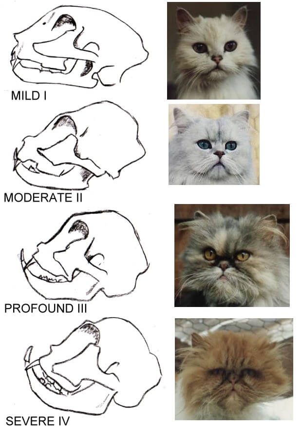 Breathing-impaired cats pictured next to drawings of profiles of their skulls to show varying degrees of deformity due to breeding