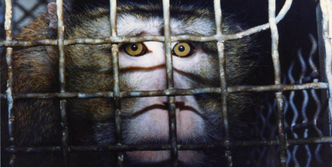 PETA Exposes the Monkey-Importation Industry’s Darkest Secrets