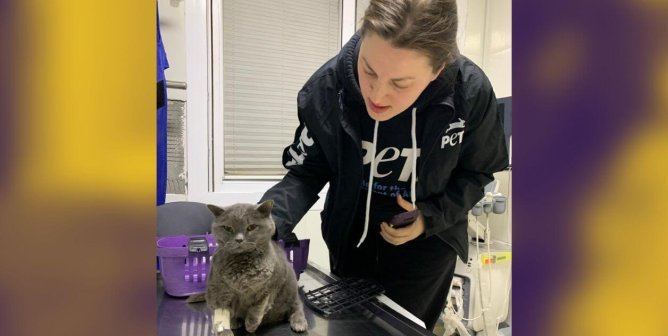 PETA Saves Animals in the Aftermath of Syria, Turkey Earthquakes