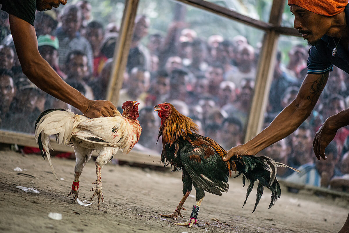Cock fighting pictures