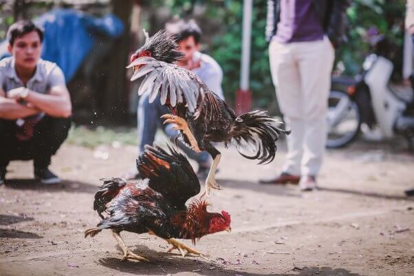 two gamecocks are forced to battle in a cockfight