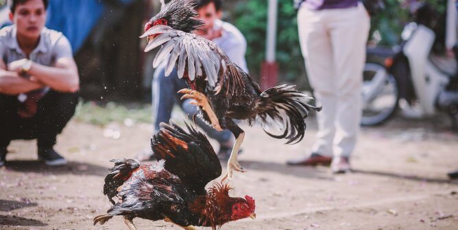 PETA Explains What Happens to Roosters Used in Cockfighting