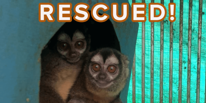 NIH-Funded Scam Facility Shut Down; 108 Monkeys Seized in Colombia