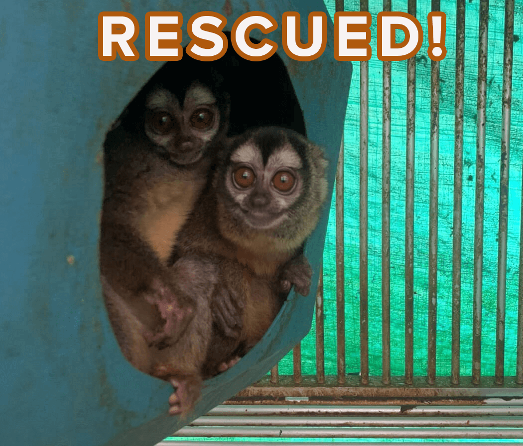 columbia owl monkey nih victory NIH-Funded Scam Facility Shut Down; 108 Monkeys Seized in Colombia