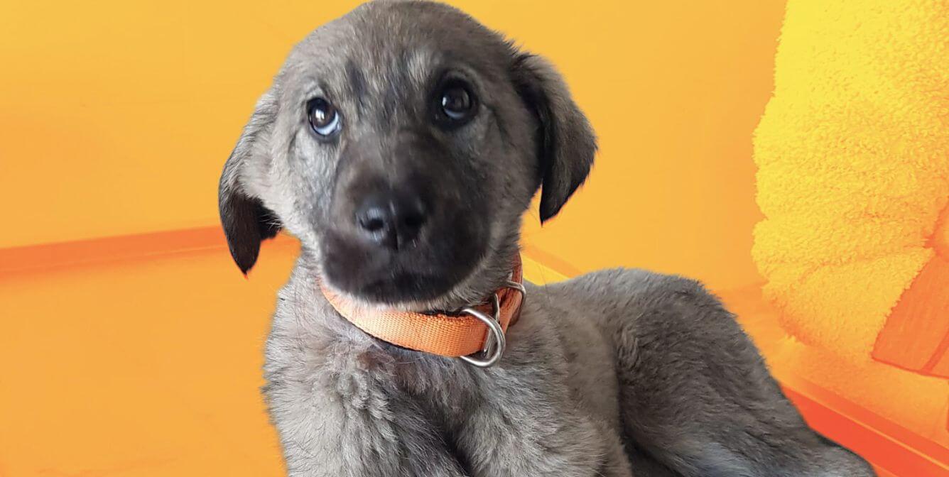Second Quake Rocks Turkey—See Video of Animal Rescues Second Quake Rocks Turkey—See Video of Animal Rescues