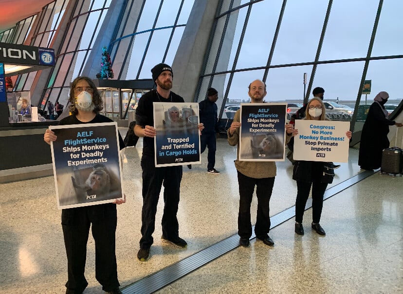 dulles airport monkey importation protest Updates: Campaign to Shut Down the Violent Monkey-Importation Industry