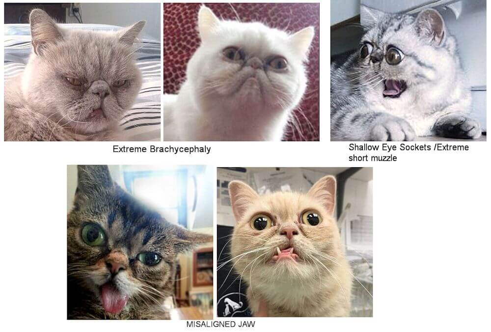 Breathing-impaired breed cats with various extreme deformities