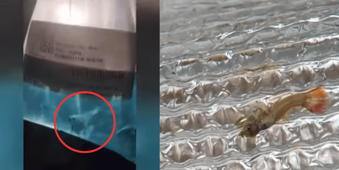 Dozens of Live Animals Found in Petco Dumpster—Take Action Now!
