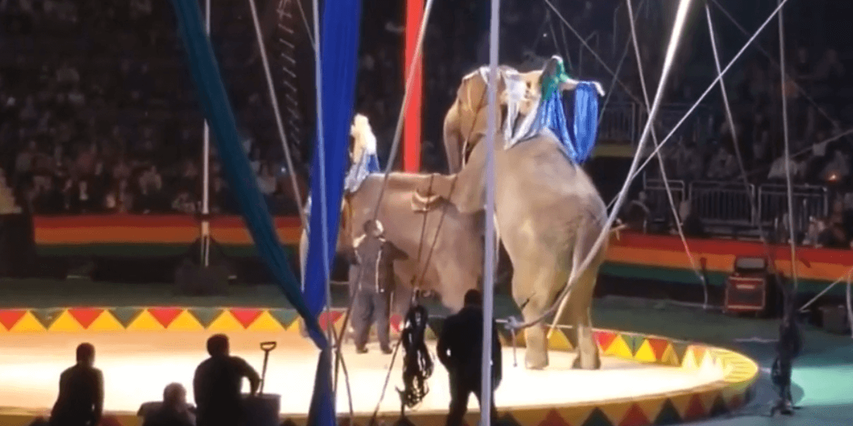 elephants forced to perform at hadi shrine circus 2022