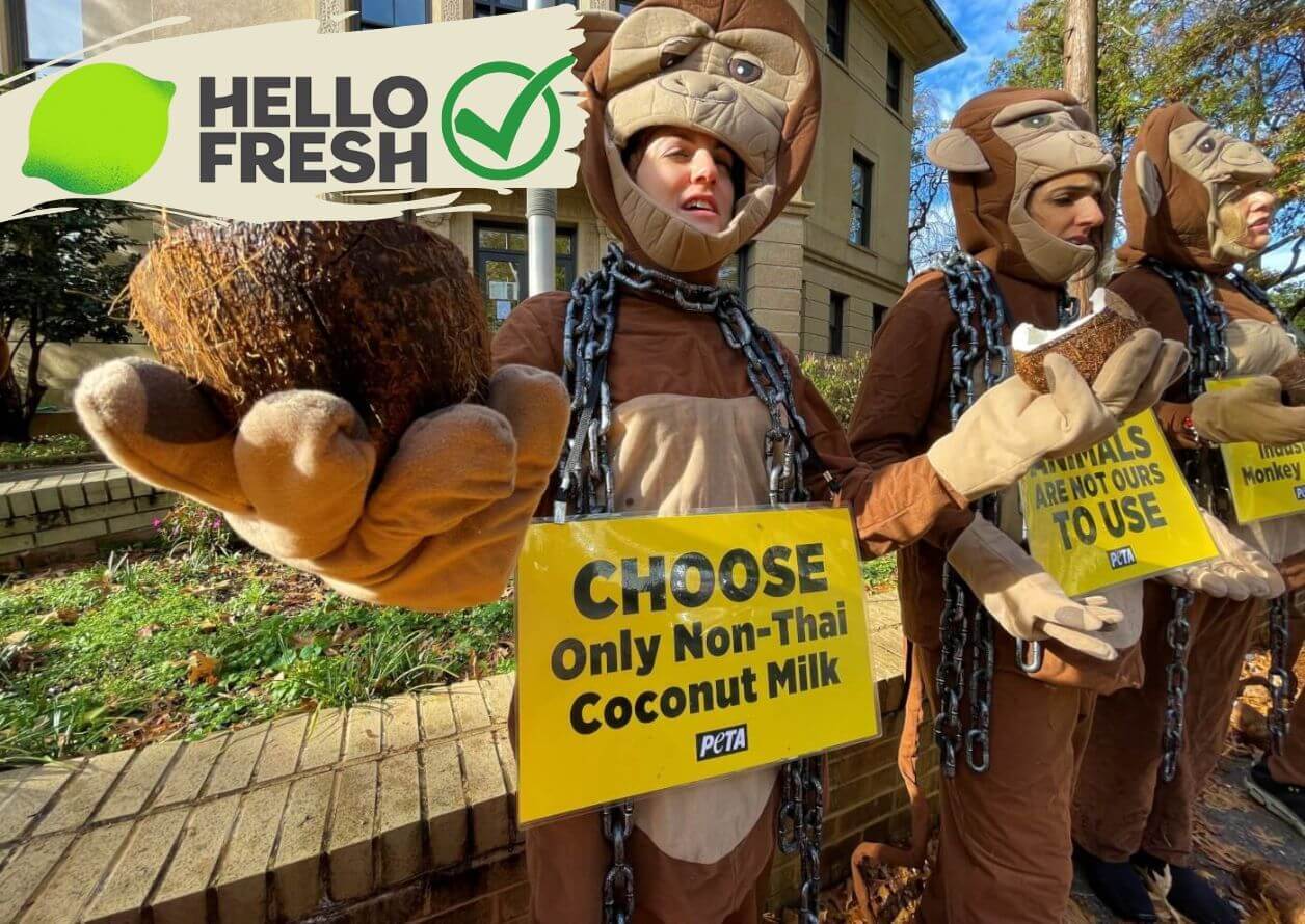 hellofresh coconut victory Victory! HelloFresh to Drop Cruelly Produced Coconut Milk
