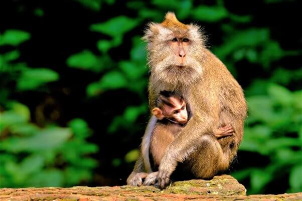 long tailed macaque with baby