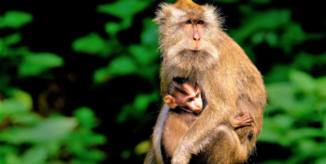 Did Inotiv Bribe Foreign Officials to Keep Monkeys Flowing to Laboratories?