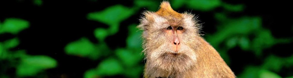 long tailed macaque with baby