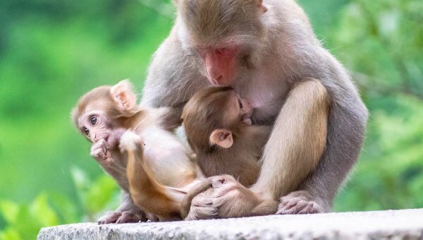 No Time to Waste! This One Thing Must Be Stopped to Protect Asia’s Animals
