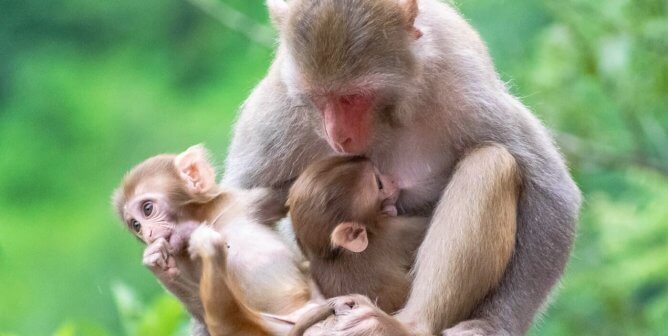 No Time to Waste! This One Thing Must Be Stopped to Protect Asia’s Animals