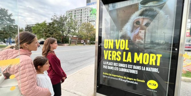 PETA is plastering stark new ads throughout Montréal calling out Canadian officials for enabling the deadly Cambodian monkey-importation industry