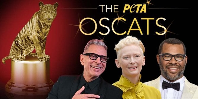 The PETA Oscats logo with three celebs: Jordan Peele, Jeff Goldblum and Tilda Swinton