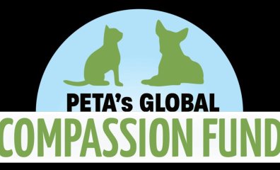 EMERGENCY Aid for Animals in Syria and Turkey via PETA’s Global Compassion Fund