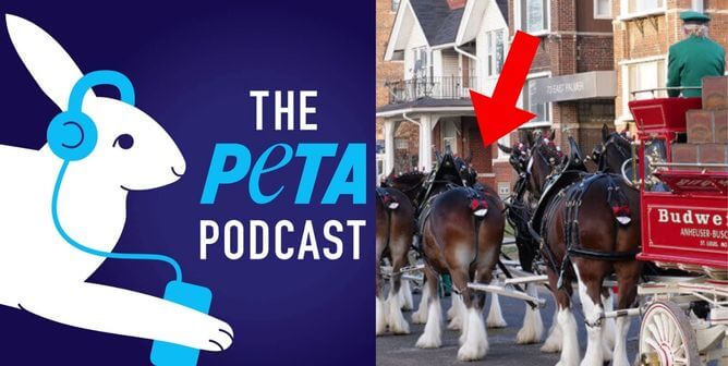 Go Behind the Scenes at PETA With Our New Podcast