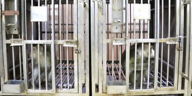 PETA Gets Monkey-Torture Papers Scrubbed From Scientific Record