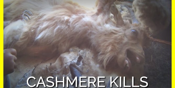 After Hearing From PETA About How Goats Suffer for Cashmere, Naadam Removes ‘Cruelty-Free’ Claims From Its Website