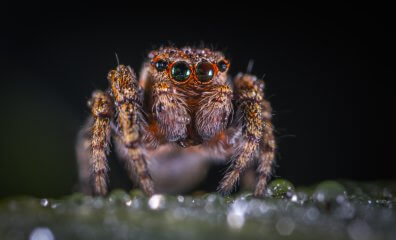 Awesome Arachnids: Spider Facts That Will Fascinate You