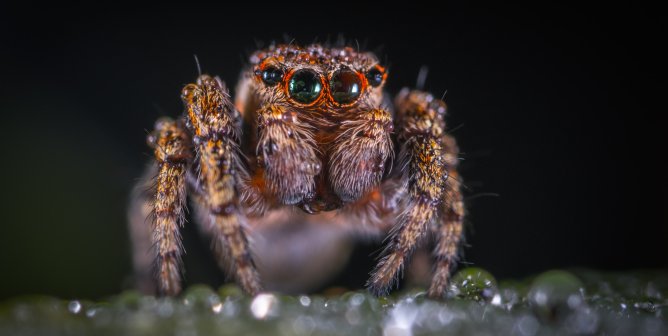 a small fuzzy spider looking at the camera.