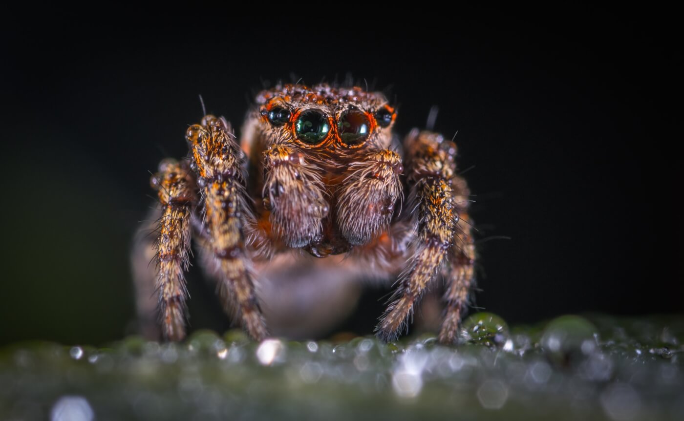 a small fuzzy spider looking at the camera.