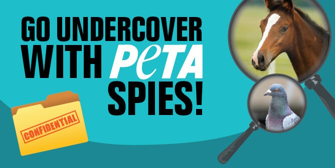 Join PETA’s Investigators on an Undercover Adventure to Help Animals